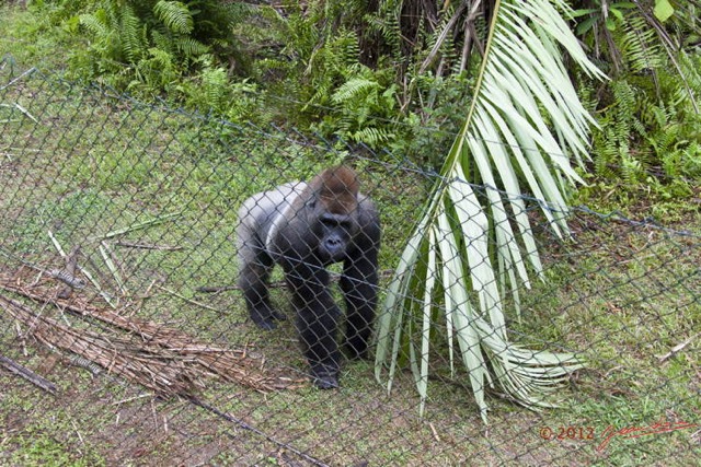 033 LOANGO EVENGUE Enclos et Gorille Mabeke 12E5K2IMG_78091wtmk.jpg