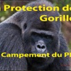 007 Titre Photo PPG Gorilles Campement PPG-01.jpg