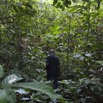 017 BATOUALA Foret Marche vers la Grotte 12E5K2IMG_75705wtmk.jpg