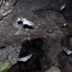 033 BATOUALA la Grotte Chauves-Souris en Vol 12E5K2IMG_75739wtmk.jpg