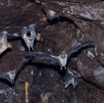 038 BATOUALA la Grotte Chauves-Souris Rousettus aegyptiacus en Vol 12E5K2IMG_75747wtmk.jpg