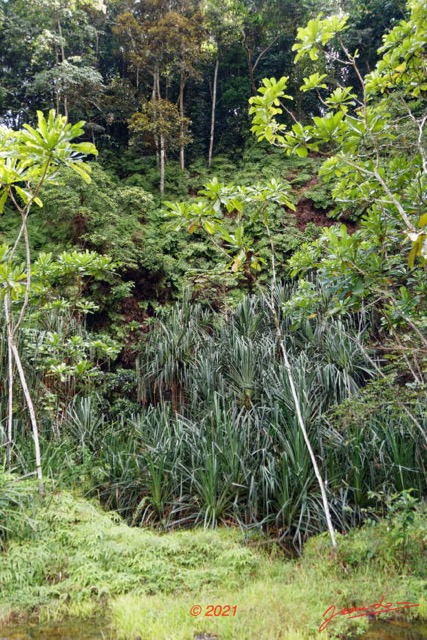 045 KINGUELE 03 la Grande Cascade Falaise Vegetation et Pandanus 21E80DIMG_210524146993_DxOwtmk 150k.jpg