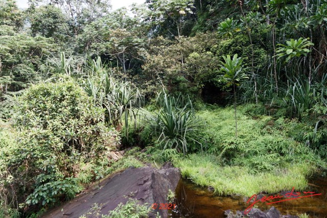 066 KINGUELE 03 la Grande Cascade Mare et Vegetation Luxuriante 21E80DIMG_210524146959_DxOwtmk 150k.jpg