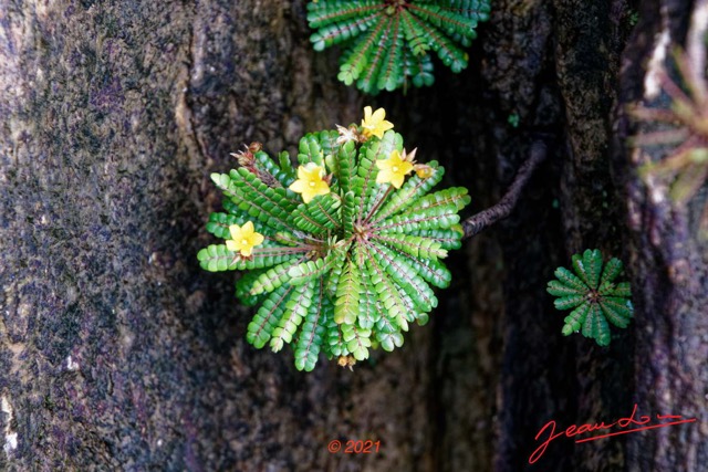 070 KINGUELE 03 la Grande Cascade Plante 120 Rosida Fabida Oxalidales Oxalidaceae Biophytum zenkeri 21E80DIMG_210524146954_DxOwtmk 150k.jpg