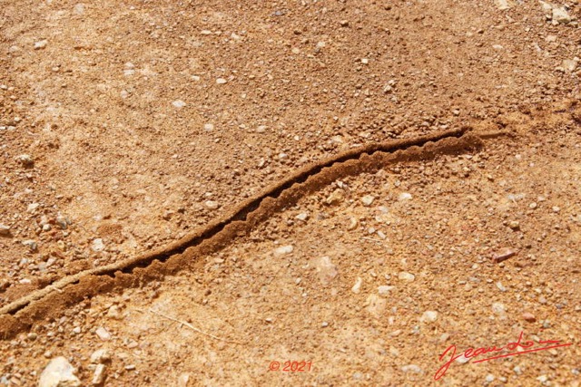 084 KINGUELE 03 Piste vers Tchimbele Insecta 176 Hymenoptera Colonie Magnans Dorylus sp 21E80DIMG_210523146849_DxOwtmk 150k.jpg