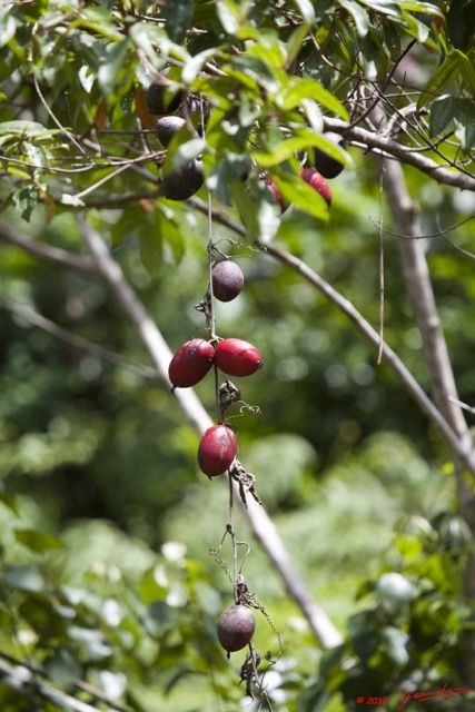 058 Monts de Cristal Fruit Rouge 10E5K2IMG_59239wtmk.jpg