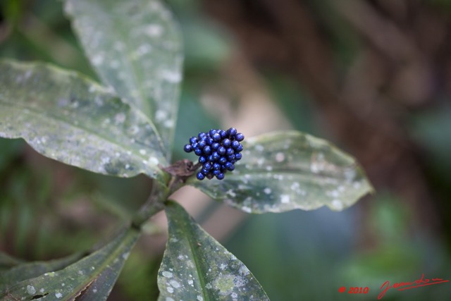 059 Monts de Cristal Plante avec Fruit Violet 10E5K2IMG_59249wtmk.jpg