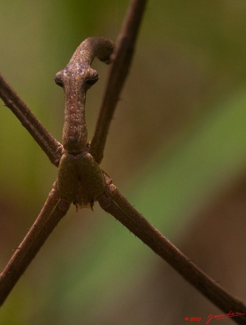 071 Monts de Cristal Araignee 41 10E5K2IMG_59131awtmk.jpg