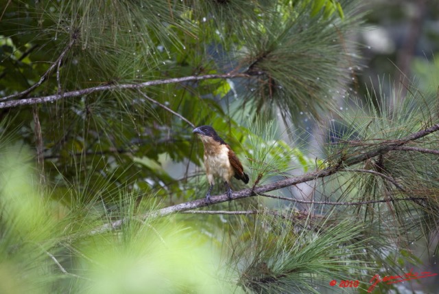 086 Monts de Cristal Coucal Nuque Bleue Centropus Monachus 10E5K2IMG_59066wtmk.jpg