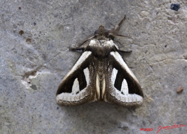 118 Monts de Cristal Heterocere 10E5K2IMG_59181wtmk.jpg