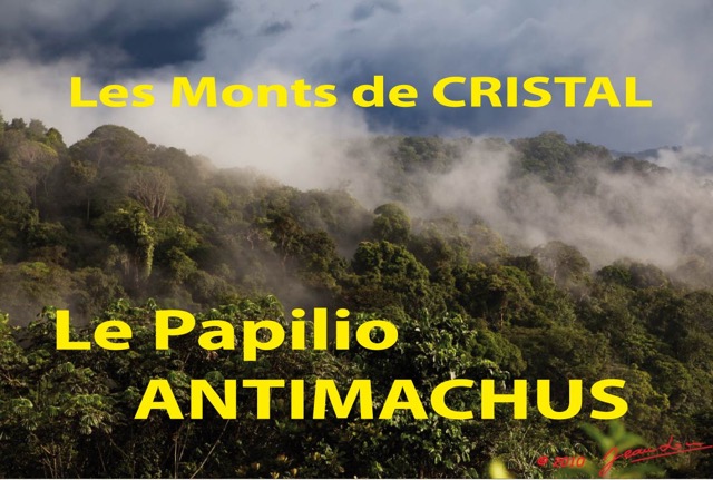 142 Titre Photos Cristal Papilio Antimachus.jpg