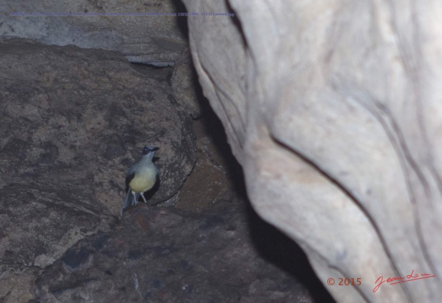 038 PAHON 1a la Grotte Cavite Secondaire et Oiseau Picatharte du Cameroun Picathartes oreas 15E5K3IMG_115381awtmk.jpg