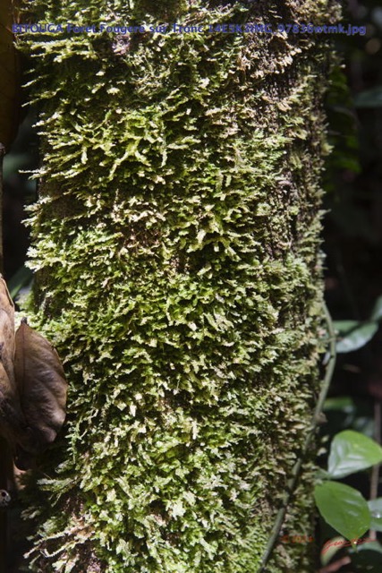 063 BITOUGA Foret Fougere sur Tronc 14E5K3IMG_97836wtmk.jpg
