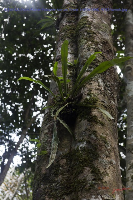 070 BITOUGA Foret Plante Fougere sur un Tronc 14E5K3IMG_97823wtmk.jpg