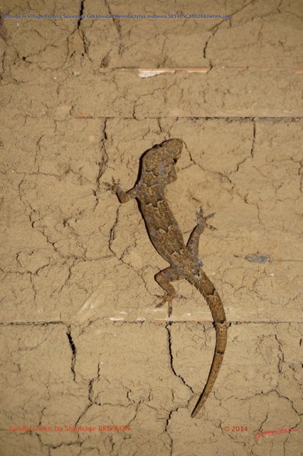 156 Bitouga le Village Reptilia Squamata Gekkonidae Hemidactylus mabouia SB14DSC1002883wtmk.jpg