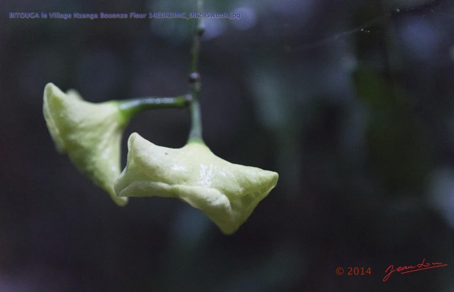 213 BITOUGA le Village Nzanga Bouenze Fleur 14E5K3IMG_98295wtmk.jpg