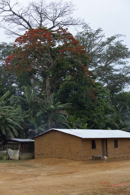020 ZOULA Village Ibea Case et Arbre en Fleur 12E5K2IMG_75376wtmk.jpg
