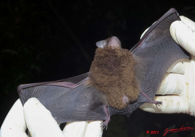 153 Mission 1 Grotte du Faucon Chauves-Souris Miniopterus inflatus 11E5K2IMG_70375wtmk.jpg