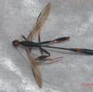 032 ENTOMO 02 Ivindo le Camp Dilo Insecta 143 FD Hymenoptera Braconidae Non Identifie 19E80DIMG_190817143600_DxOwtmk 150k.jpg