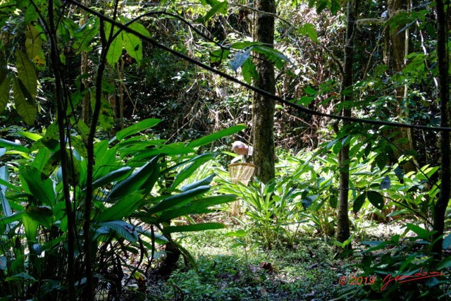 225 ENTOMO 01 Mikongo Marecage en Foret Philippe Recoltant des Insectes derriere les Aframomums 19RX106DSC_1908101000929_DxOwtmk 150k.jpg