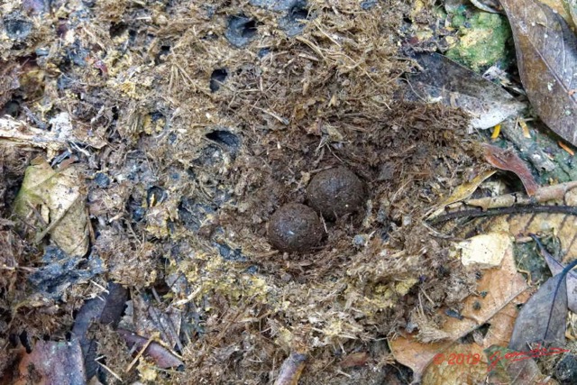 227 ENTOMO 01 Mikongo Coque Nourriture Bousier dans Feces Elephant 19RX106RecDSC_1907311000292_Nik_DxOwtmk 150k.jpg