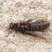 048 ENTOMO 03 Nyonie la Savane Insecta 169 FV Hymenoptera Formicidae Dorylinae Magnan Dorylus sp Forme Sexuee 19E80DIMG_190827144266_DxOwtmk 150k.jpg