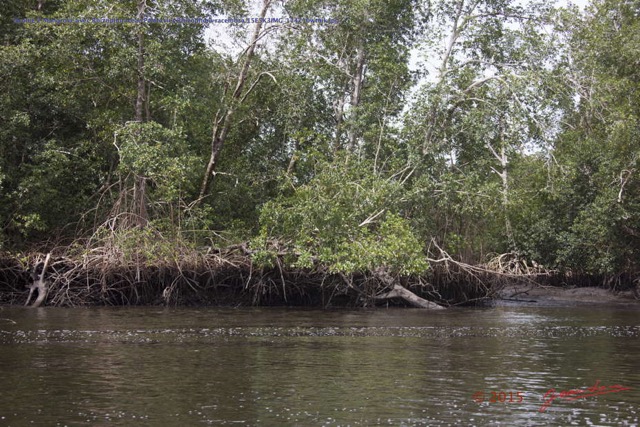 035 Nyonie 2 Mangrove avec Rhizophoraceae Paletuvier Rhizophora racemosa 15E5K3IMG_114210wtmk.JPG