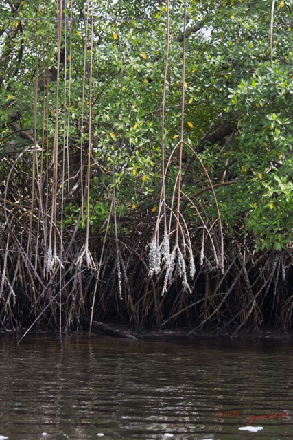 037 Nyonie 2 Mangrove avec Rhizophoraceae Paletuvier Rhizophora racemosa 15E5K3IMG_114249wtmk.JPG
