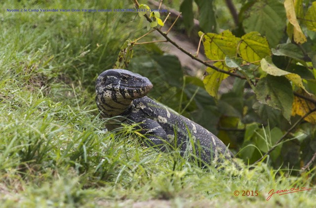 064 Nyonie 2 le Camp Varanidae Varan Orne Varanus ornatus 15E5K3IMG_114371wtmk.JPG