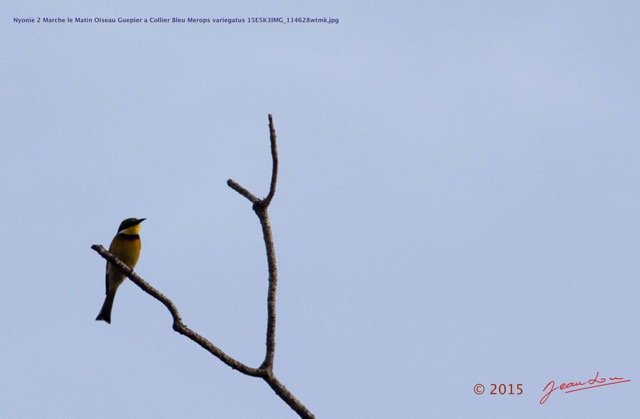 153 Nyonie 2 Marche le Matin Oiseau Guepier a Collier Bleu Merops variegatus 15E5K3IMG_114628wtmk.JPG