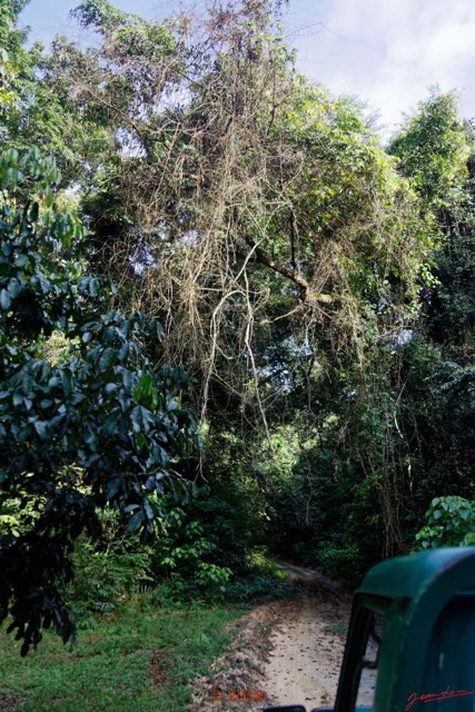 056 NYONIE 3 la Piste la Foret Arbre et Lianes 18E5K3IMG_180224126503_DxOwtmk.jpg