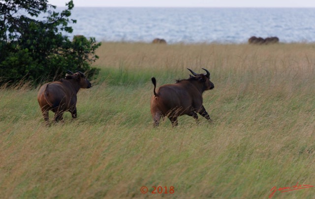 094 NYONIE 3 la Piste la Savane avec les Buffles 18E5K3IMG_180224126620_DxOwtmk.jpg
