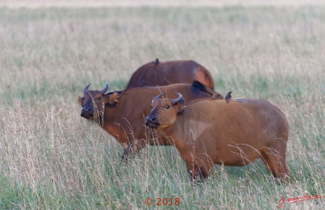 102 NYONIE 3 la Piste la Savane avec les Buffles 18E5K3IMG_180224126660_DxOwtmk.jpg