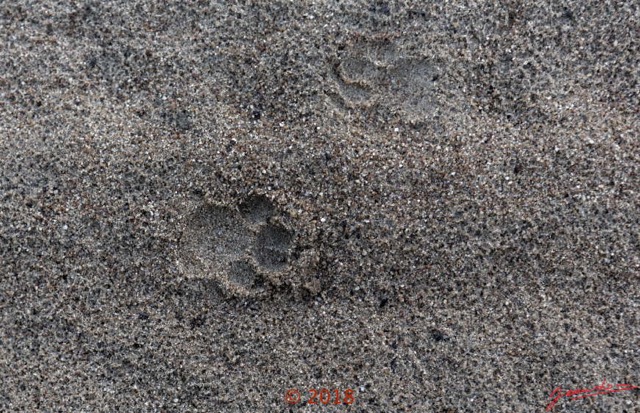 123 NYONIE 3 la Marche en Foret Empreinte de Panthere 18E5K3IMG_180224126713_DxOwtmk.jpg