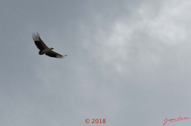152 NYONIE 3 le Campement Oiseau Aves Accipitriformes Accipitridae Palmiste Africain Gypohierax angolensis en Vol 18E5K3IMG_180224126782_DxOwtmk.jpg