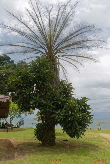 166 NYONIE 3 le Campement Arbre Magnoliopsida Rosales Moraceae Ficus ovata Probable 18E5K3IMG_180224126812_DxOwtmk.jpg