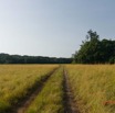 135 AWAGNE 1 Piste vers le Marecage 19E5M3IMG_190422150617_DxOwtmk 150k.jpg