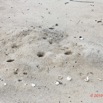 158 AWAGNE 1 Plage Nid de Ponte de Tortue Detruit par un Predateur 19E5M3IMG_190422150733_DxOwtmk 150k.jpg