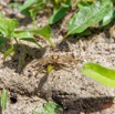 160 AWAGNE 1 la Plage Arthropoda 02 Malacostraca Decapoda Ocypodidae Crabe Fantome Ocypode sp 19E5M3IMG_190422150748_DxOwtmk 150k.jpg