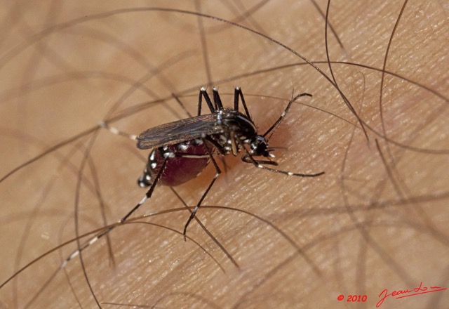 028 Insecte Diptere Live Moustique Piquant 9E5K2IMG_55829wtmk.jpg