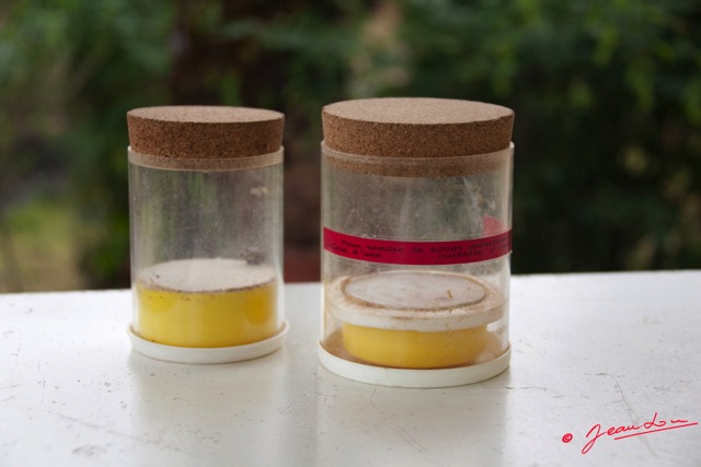 004 Entomologie Bocal a Papillons 9E5KIMG_51876wtmk