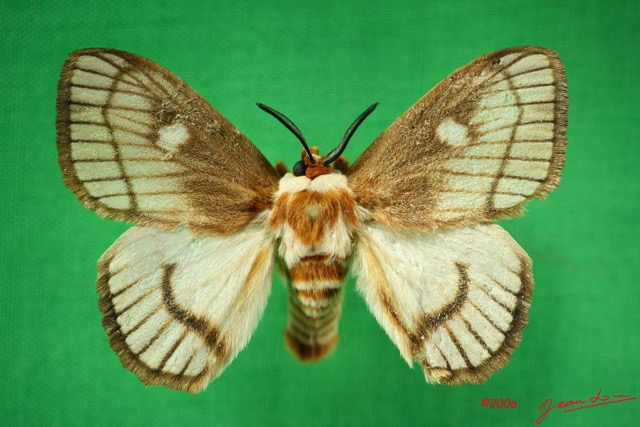 001 Heterocera (FD) Chrysopolomidae m IMG_3252WTMK.jpg