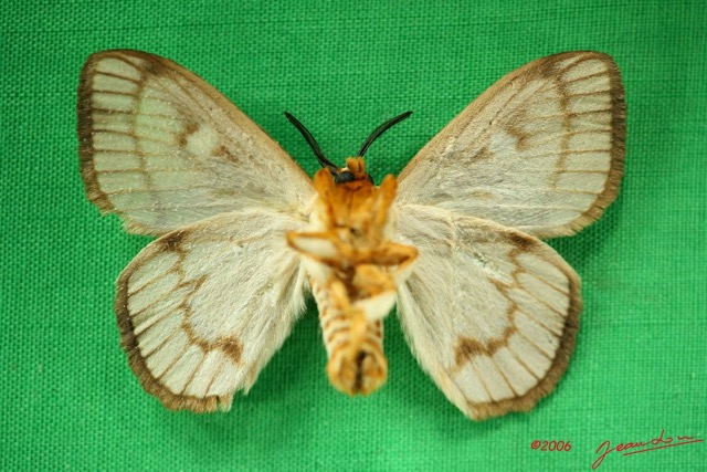 002 Heterocera (FV) Chrysopolomidae m IMG_3253WTMK.jpg