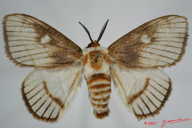 005 Heterocera (FD) Chrysopolomidae 7EIMG_0173WTMK.jpg