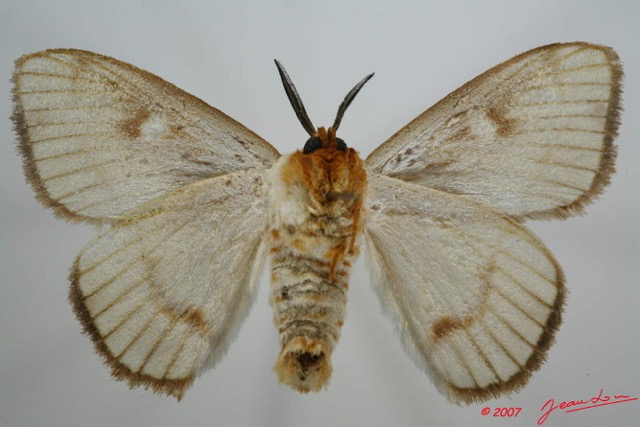 006 Heterocera (FV) Chrysopolomidae 7EIMG_0176WTMK.jpg