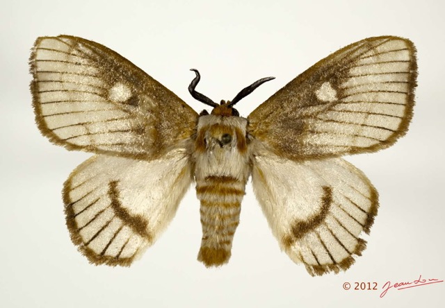 009 Heterocera 201b (FD) Chrysopolomidae Strigivenivera sp m 12E5K2IMG_73954wtmk.jpg