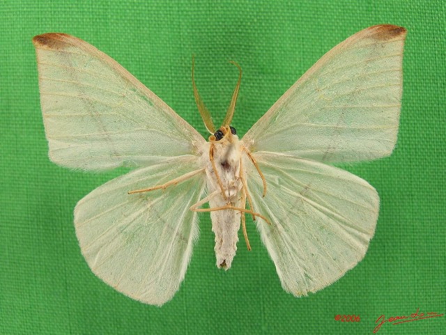 020 Heterocera (FV) Geometridae IMG_4453WTMK.jpg