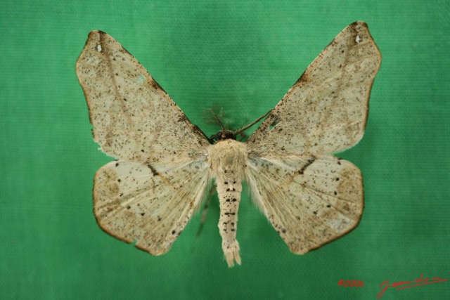 039 Heterocera (FD) Geometridae IMG_1423WTMK.jpg