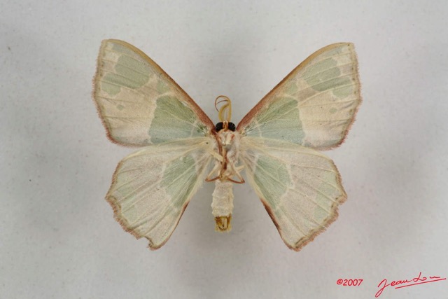 048 Heterocera (FV) Geometridae IMG_4211WTMK.jpg