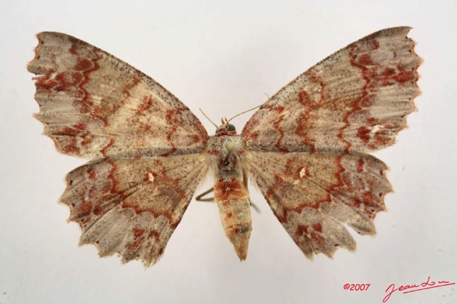 053 Heterocera (FD) Geometridae 7IMG_5016WTMK.jpg